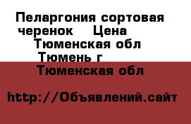 Пеларгония сортовая  черенок  › Цена ­ 200 - Тюменская обл., Тюмень г.  »    . Тюменская обл.